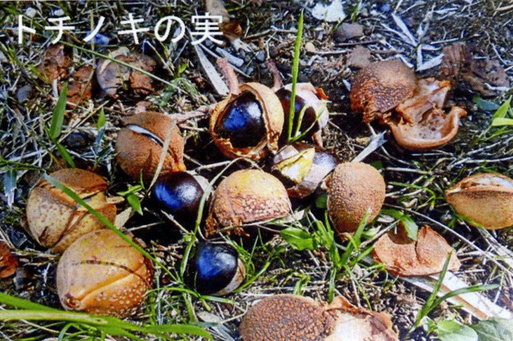 totinomi,kobayashi