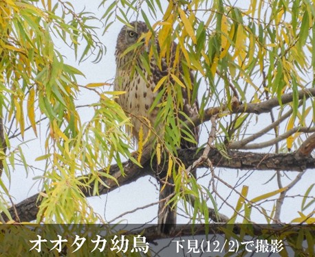 オオタカ幼鳥