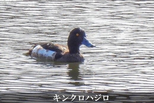 キンクロハジロ