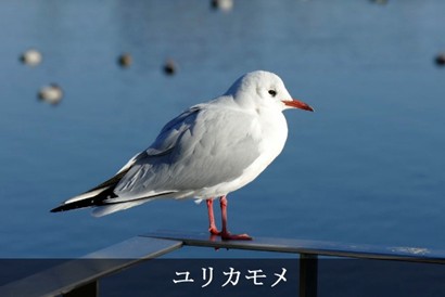 ユリカモメ