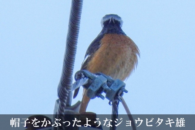 帽子をかぶったようなジョウビタキ