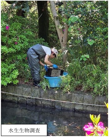 石神井公園水生生物調査