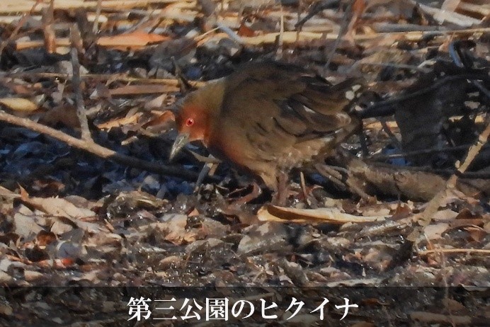 第三公園のヒクイナ2026_1