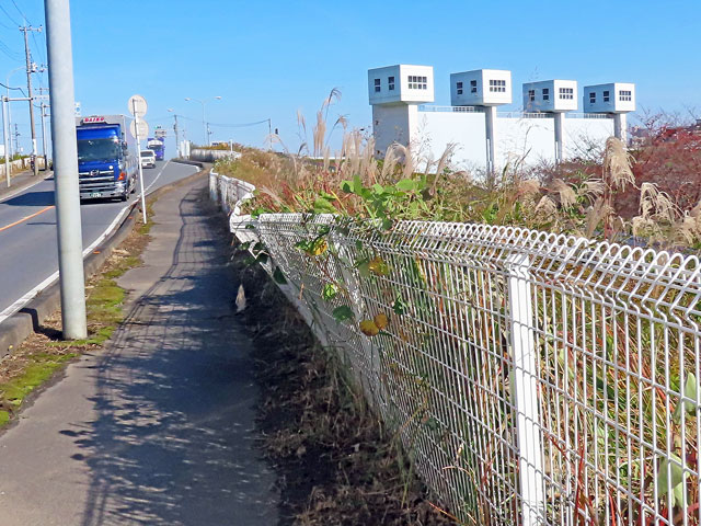 除草されたさいたま東村山線の歩道