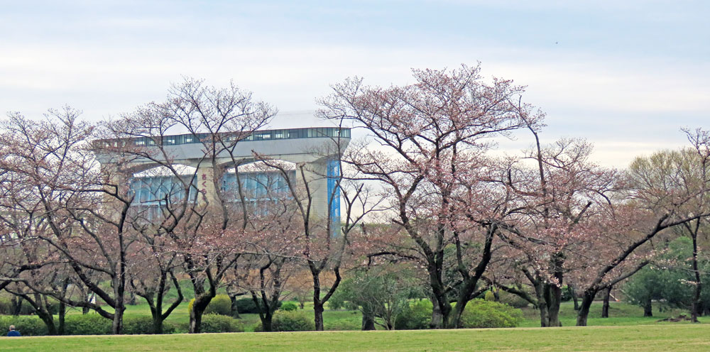 240404sakura032