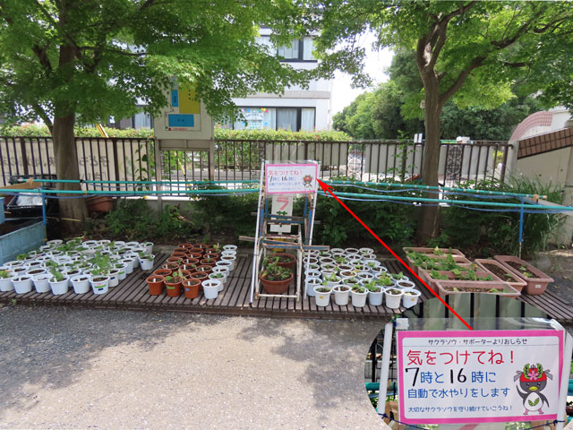 240706shibiraki