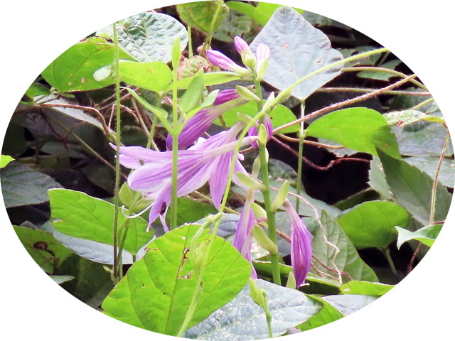 240807kobagiboshi