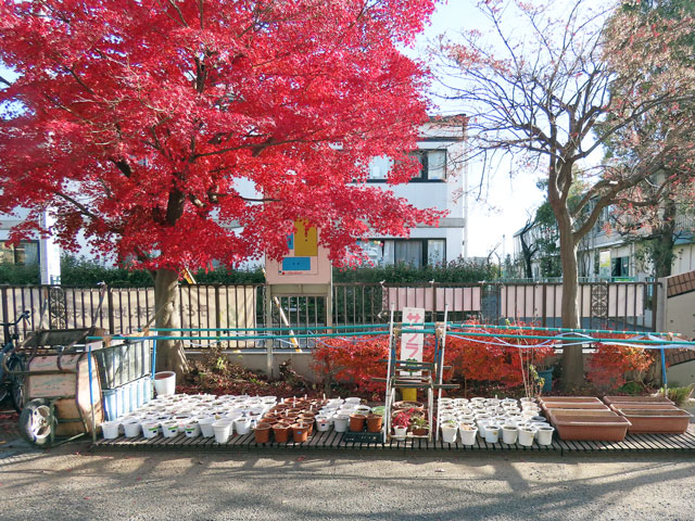 241221shibiraki