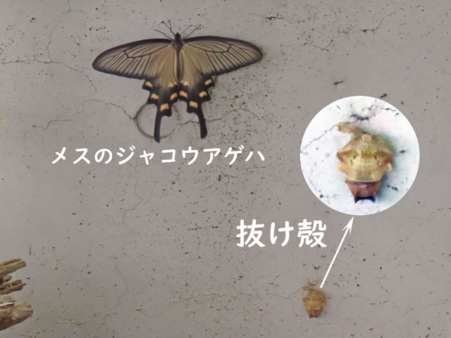 250620ジャコウアゲハ