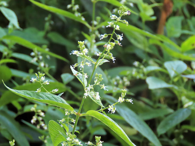 250721mitamaso065