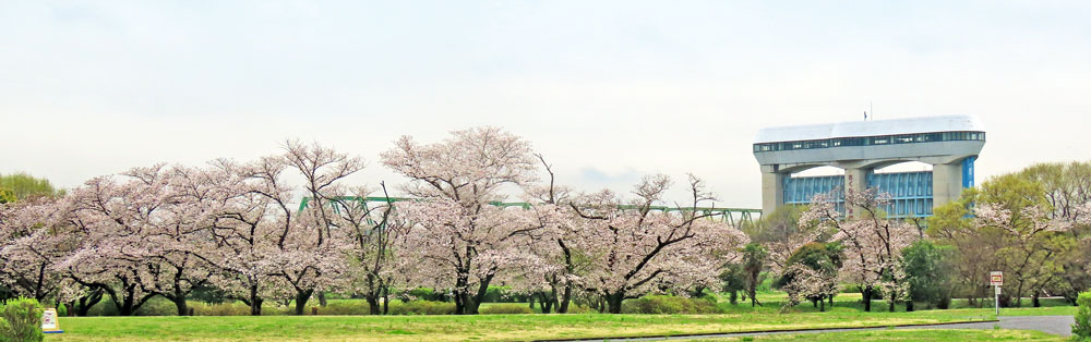 260402sakurasosuimomn011