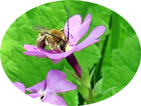 260420higenagakyumitssu