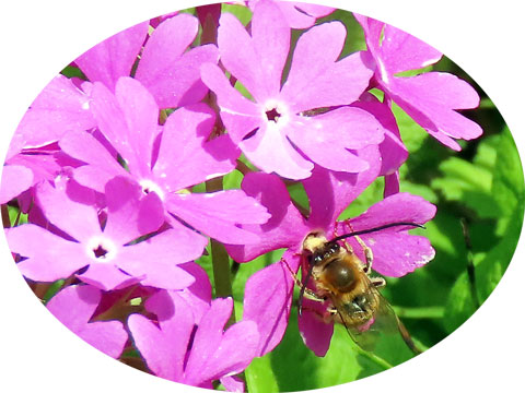 260420sakurasokyumitsu