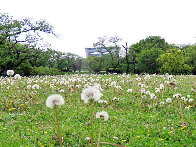 260420sakurasosuimon068