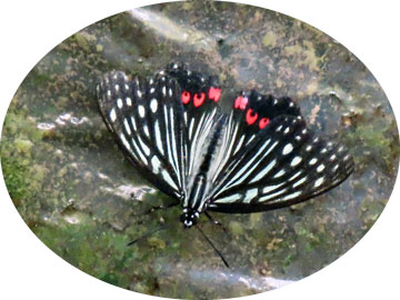 260722akaboshi