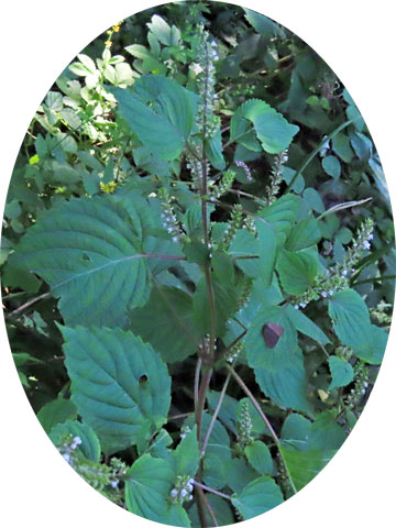261008remonegoma