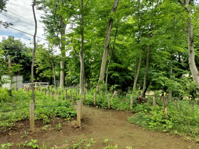 6月の林内