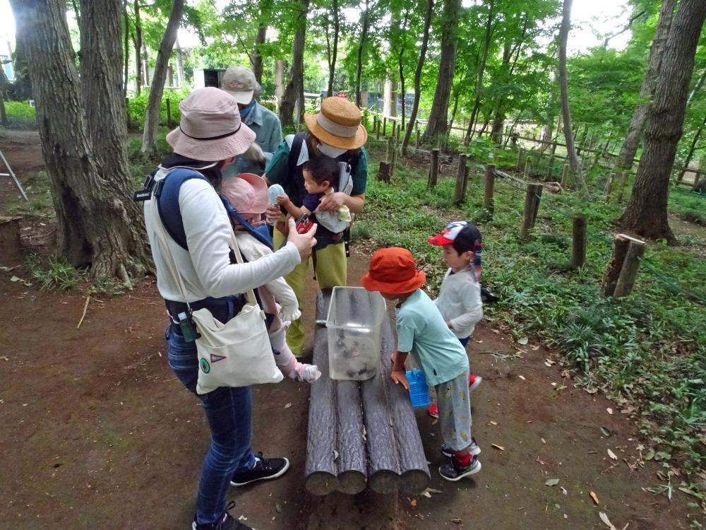 カブトムシ探し10