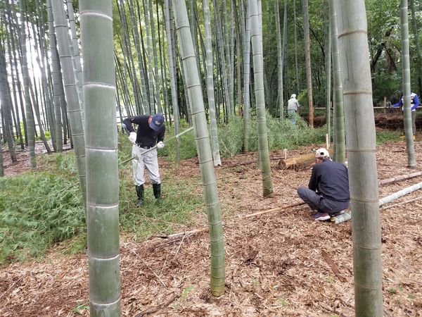 2024-10-6西新井竹林作業2