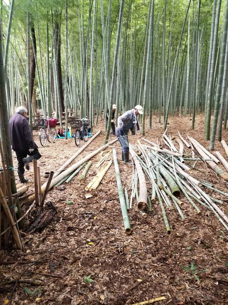 2024-10-6西新井竹林作業3