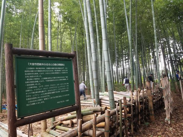 2024-10-6西新井竹林作業全景