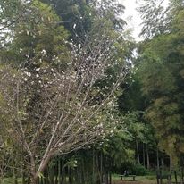 2024-11-6中尾桜