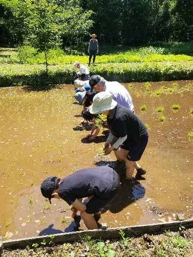 2024-6-8田植え１