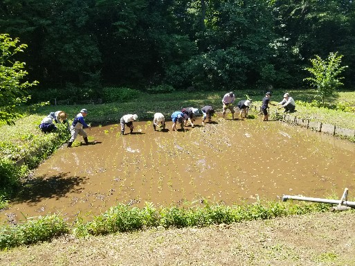 20240608田植え2