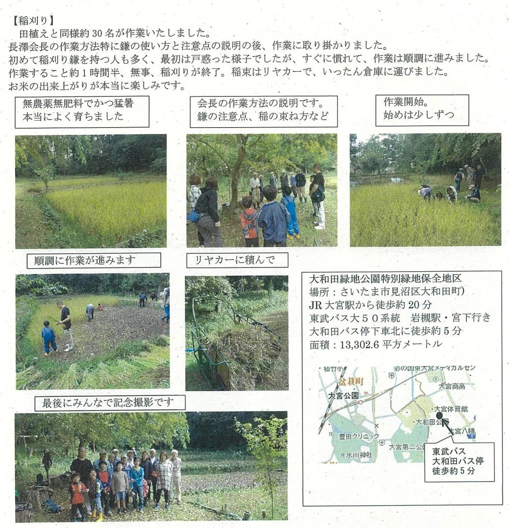 大和田緑地の稲刈り