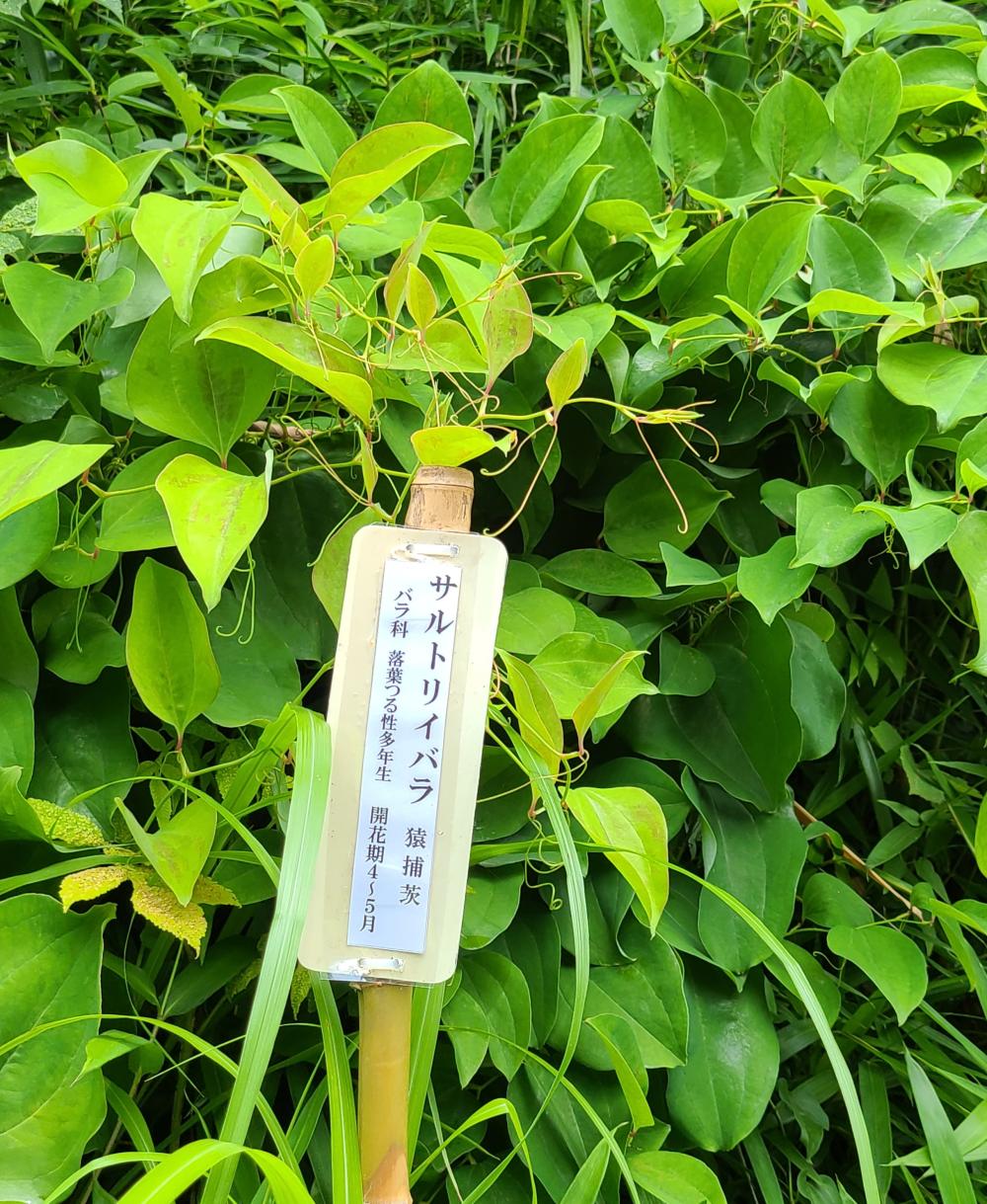 20240622_上加自然の森　サルトリイバラ