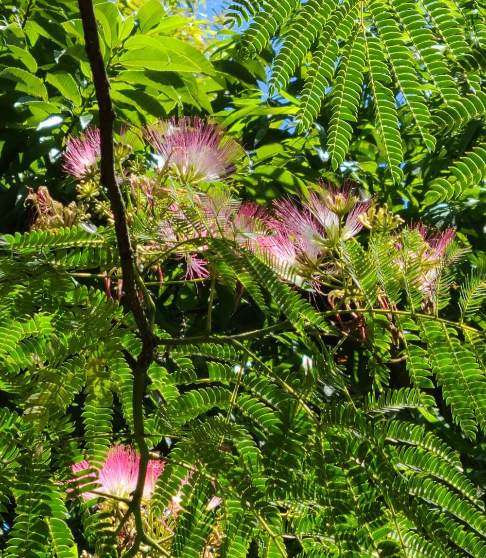 20240619　上加南自然の森 (6)ネムノキ花