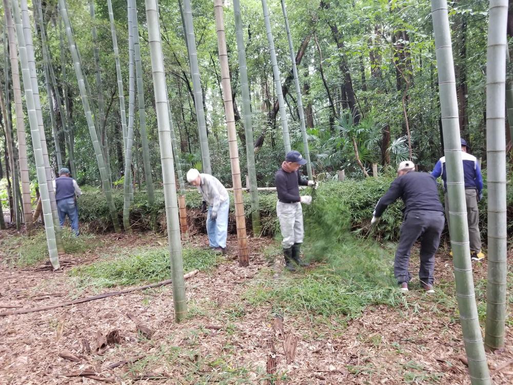 2024-10-6西新井竹林作業1