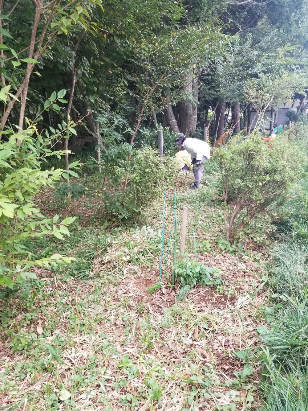 大牧作業2024-10-26-2