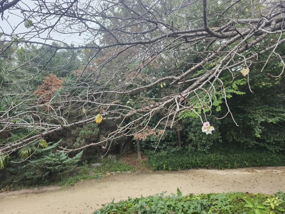 20251019桜_n