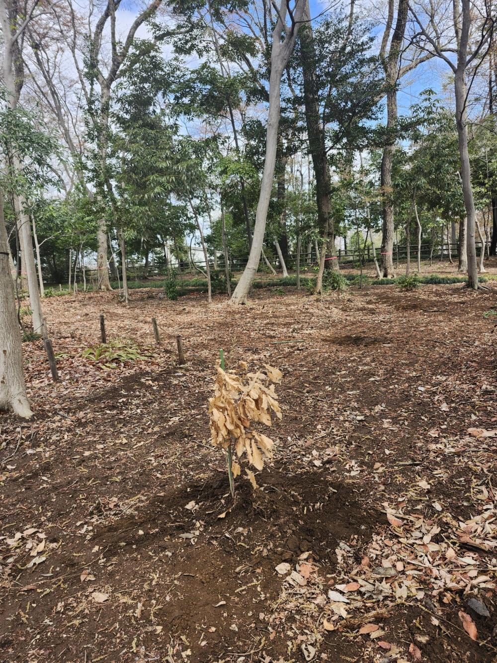 大牧緑地20260328ー１