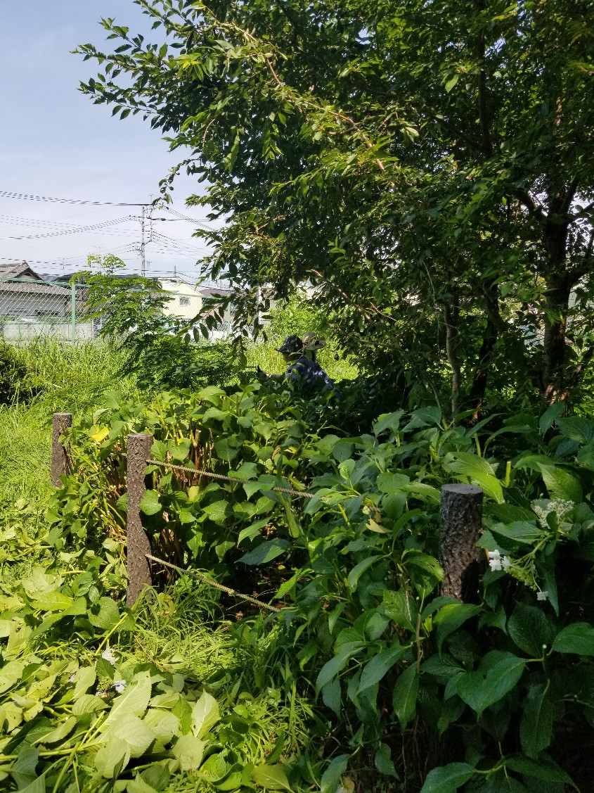 中尾緑地アジサイせん定