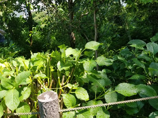中尾緑地アジサイせん定後