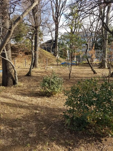 中島本杢緑地2024-1-25-1